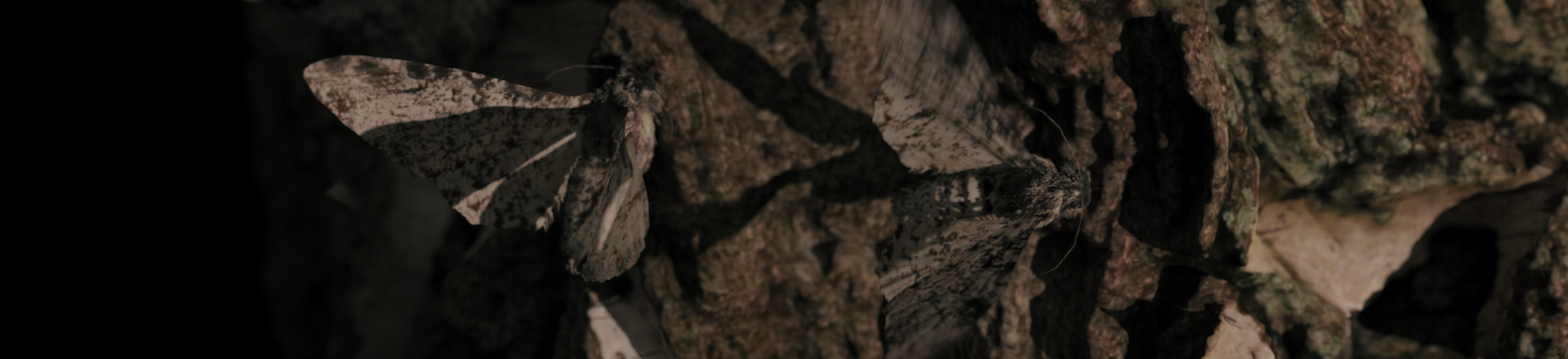 Moth_HResolution_solidBlack_440_2